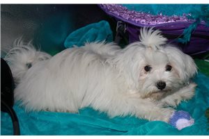 Luke - Maltese for sale