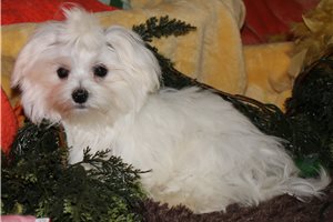 Rebel - Maltese for sale