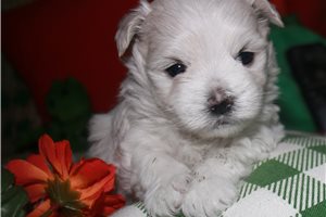 Monica - Malti Poo - Maltipoo for sale