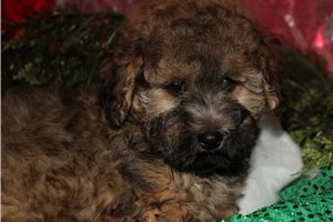 Ajax - Maltipoo for sale