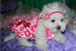 Monica - Malti Poo - Maltipoo for sale