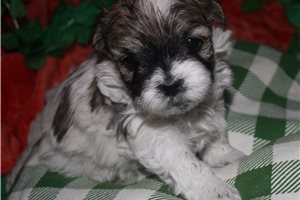 Muriel - Malti Poo - Maltipoo for sale
