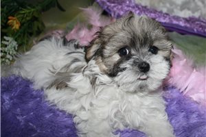 Muriel - Malti Poo - Maltipoo for sale