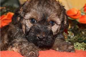 Ajax - Maltipoo for sale