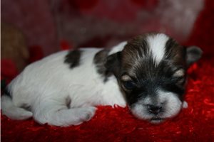 Muriel - Malti Poo - Maltipoo for sale