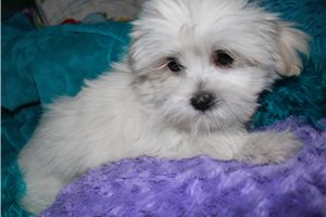 Nyla - Mixed/Other for sale