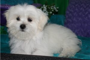 Nyla - Mixed/Other for sale