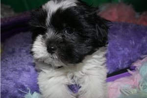 Nash - Mixed/Other for sale