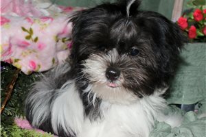 Nash - Mixed/Other for sale