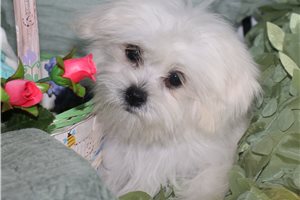 Nyla - Mixed/Other for sale