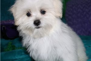 Nyla - Mixed/Other for sale