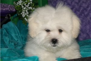 Noland - Mixed/Other for sale