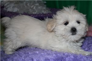 Nyla - Mixed/Other for sale