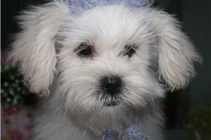 Noland - Mixed/Other for sale