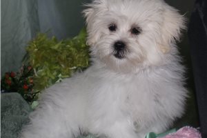 Noland - Mixed/Other for sale