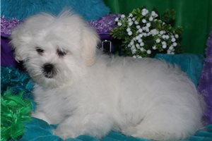 Noland - Mixed/Other for sale