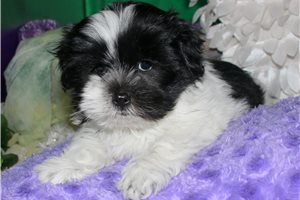 Nash - Mixed/Other for sale