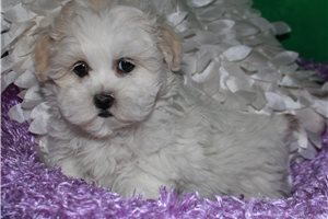 Nadia - Mixed/Other for sale