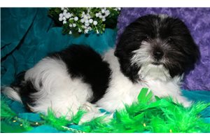 Nash - Mixed/Other for sale
