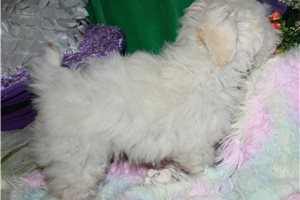 Noland - Mixed/Other for sale