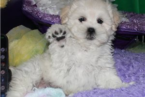 Noland - Mixed/Other for sale