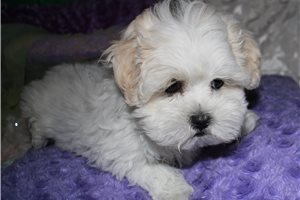 Nadia - Mixed/Other for sale