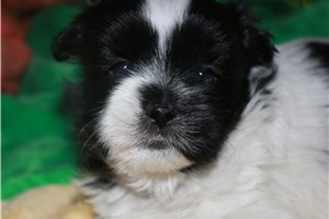 Nash - Mixed/Other for sale