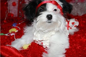 Serenity - puppy for sale
