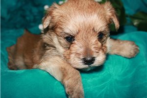 Cameron - Morkie / Yorktese for sale