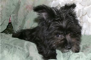 Caleb - Morkie / Yorktese for sale