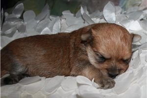 Cameron - Morkie / Yorktese for sale