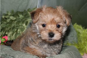 Cameron - Morkie / Yorktese for sale