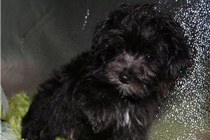 Caleb - Morkie / Yorktese for sale