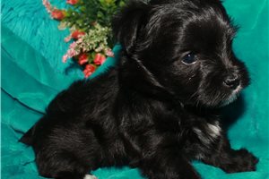 Caleb - Morkie / Yorktese for sale