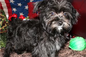 Caleb - Morkie / Yorktese for sale