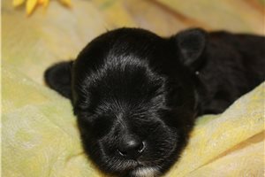 Caleb - Morkie / Yorktese for sale