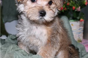 Cameron - Morkie / Yorktese for sale