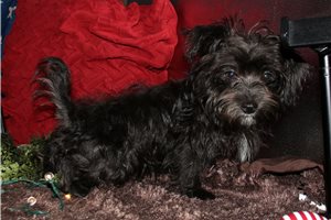 Caleb - Morkie / Yorktese for sale