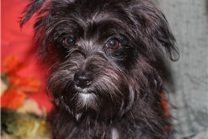 Caleb - Morkie / Yorktese for sale