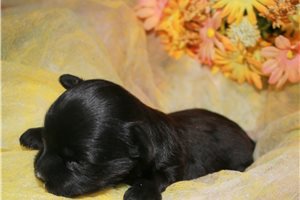 Charles - Morkie / Yorktese for sale