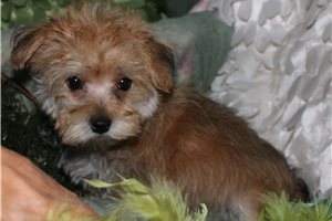 Cameron - Morkie / Yorktese for sale