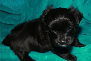 Charles - Morkie / Yorktese for sale