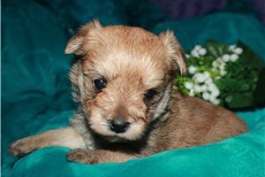 Cameron - Morkie / Yorktese for sale