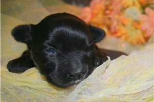 Charles - Morkie / Yorktese for sale