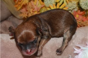 Cameron - Morkie / Yorktese for sale