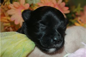 Caleb - puppy for sale