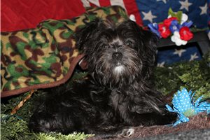Caleb - Morkie / Yorktese for sale