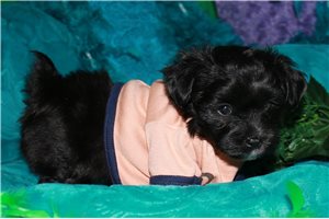 Caleb - Morkie / Yorktese for sale