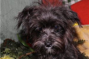 Caleb - Morkie / Yorktese for sale
