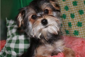 Seth - Morkie / Yorktese for sale